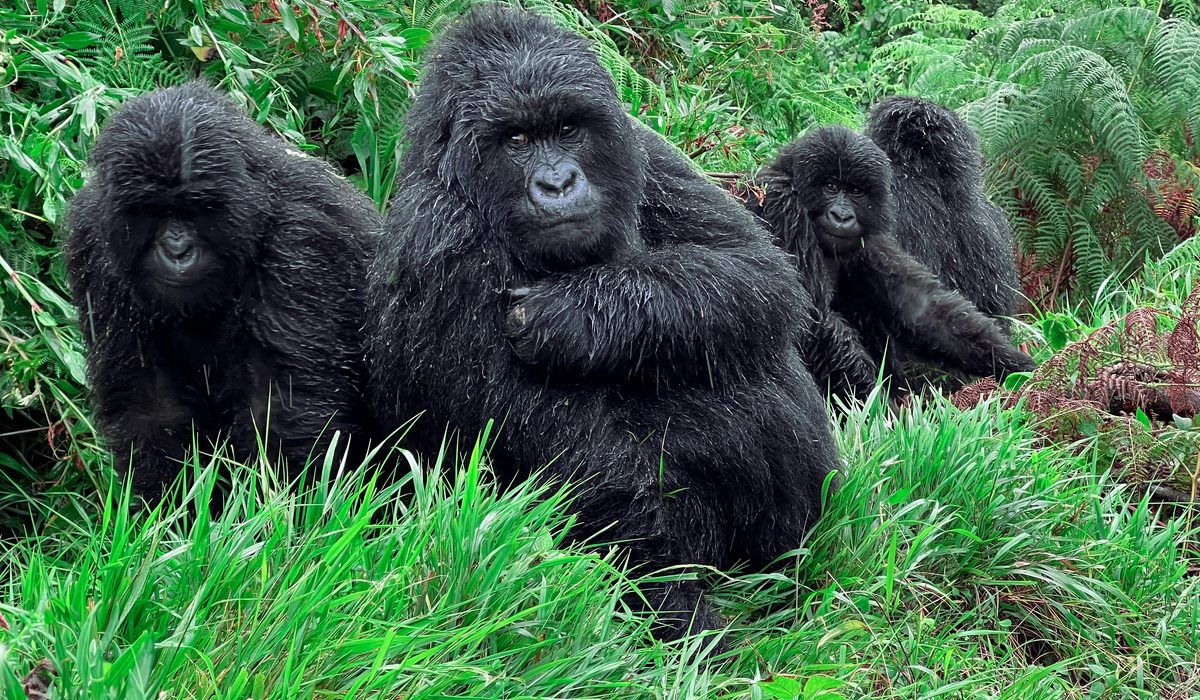 Gorilla trekking experience in Bwindi, Uganda