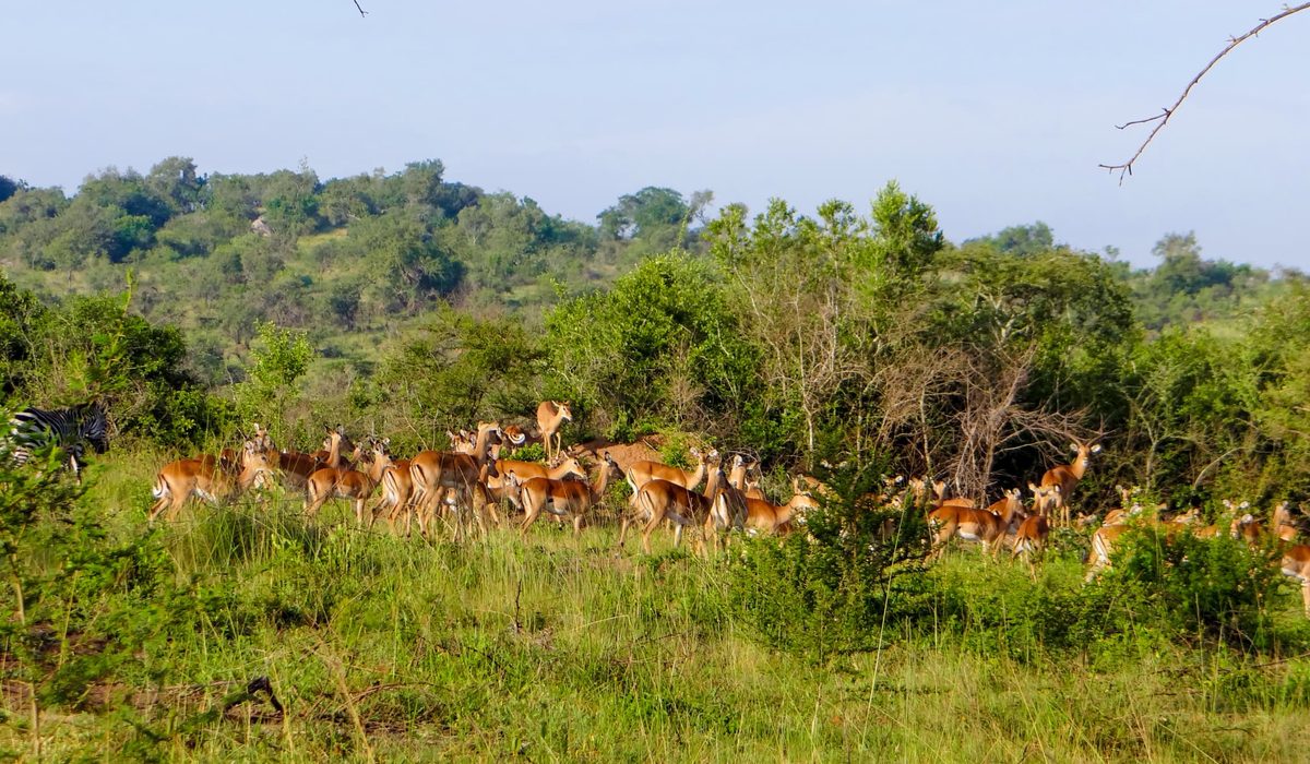 Lake Mburo National Park safari experience in Uganda